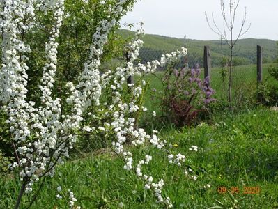 spiraea prunifolia Plena