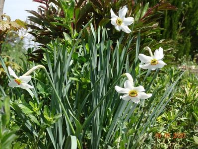 narcissus poeticus