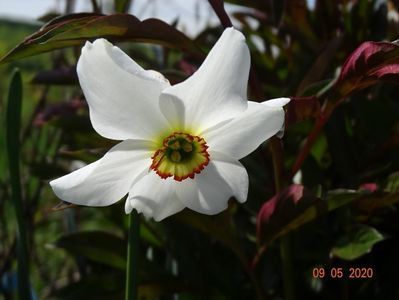 narcissus poeticus