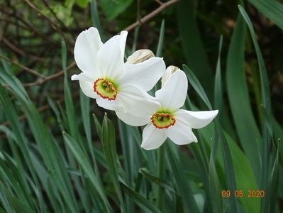 narcissus poeticus