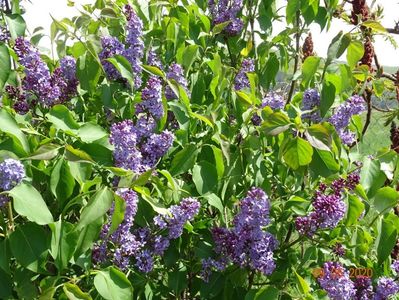 syringa Royalty