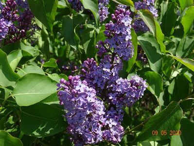 syringa Royalty