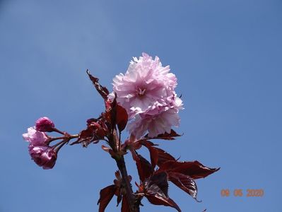 prunus Royal Burgundy