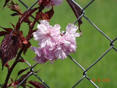 prunus Royal Burgundy