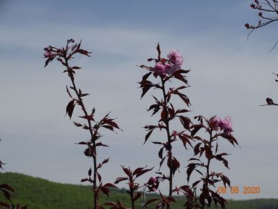 prunus Royal Burgundy