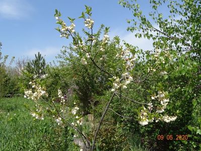 halesia carolina