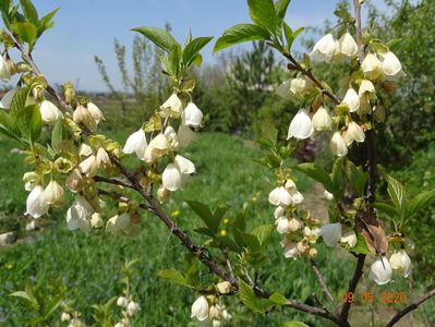 halesia carolina