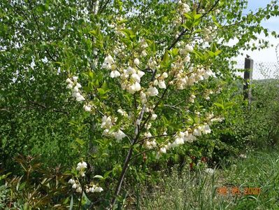 halesia carolina