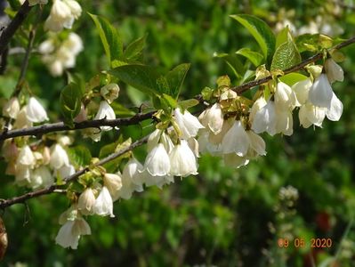 halesia carolina