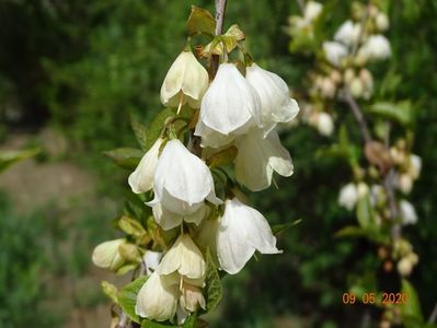 halesia carolina