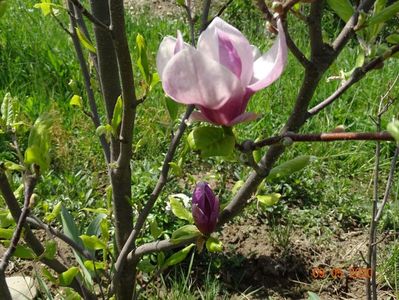 magnolia Rustica Rubra