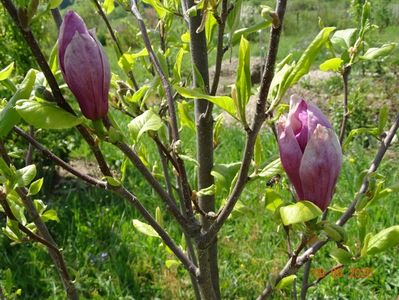 magnolia Rustica Rubra