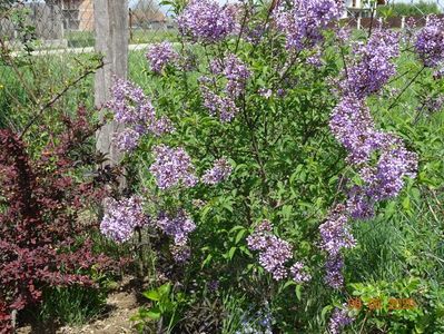 syringa chinensis