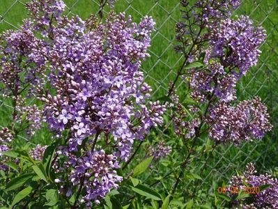 syringa chinensis