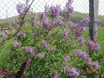 syringa chinensis