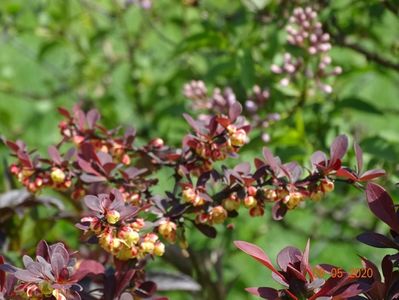 berberis Golden Ring