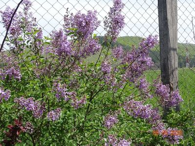 syringa chinensis