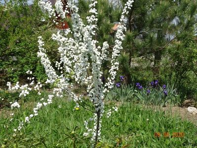 spiraea prunifolia Plena