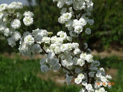 spiraea prunifolia Plena