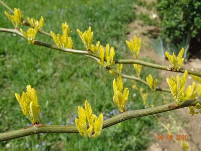 gleditsia Sunburst