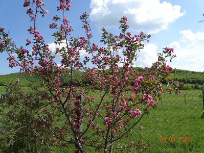 malus Brandywine