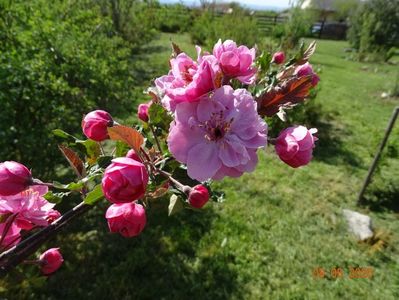 malus Brandywine