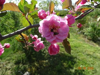 malus Brandywine