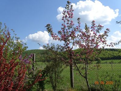 malus Brandywine