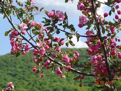 malus Brandywine