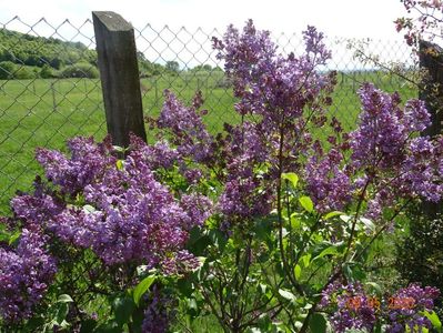 syringa Marechal Foch