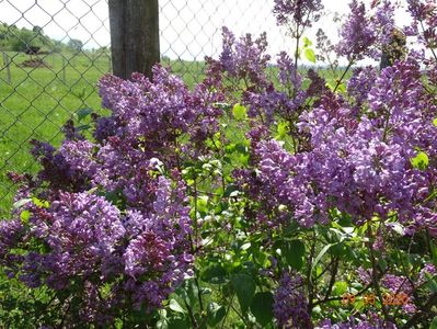 syringa Marechal Foch