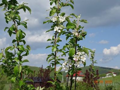 malus Red Sentinel