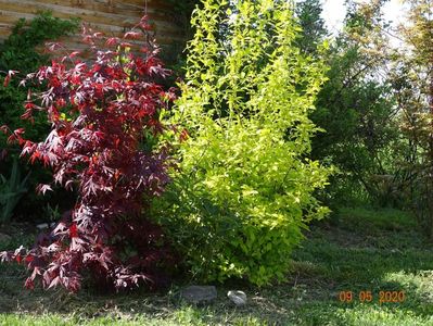 acer palm. Trompenburg si philadelphus Aureus