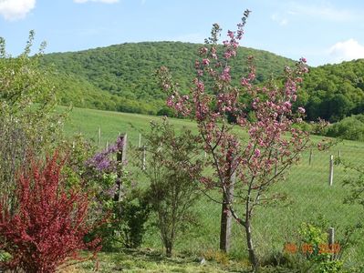 berberis Orange Rocket si malus Bandywine