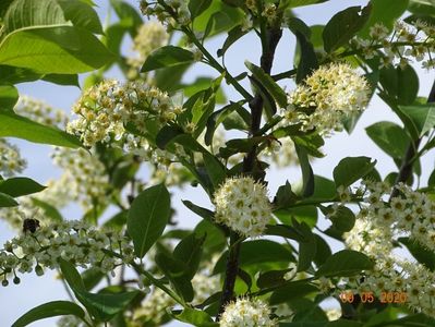 prunus virginiana Schubert