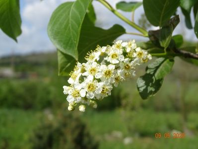 prunus virginiana Schubert