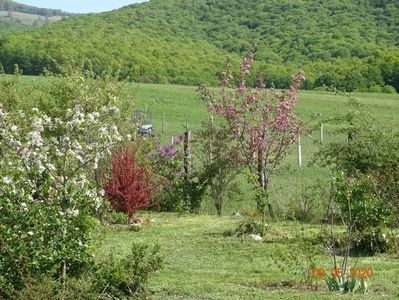 berberis Orange Rocket si malus Brandywine