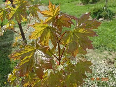 acer pseudoplatanus