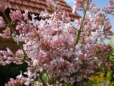 syringa California Rose