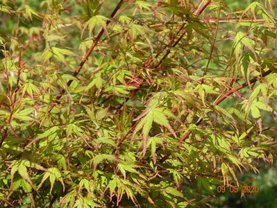 acer palmatum