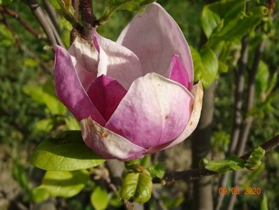 magnolia Rustica Rubra