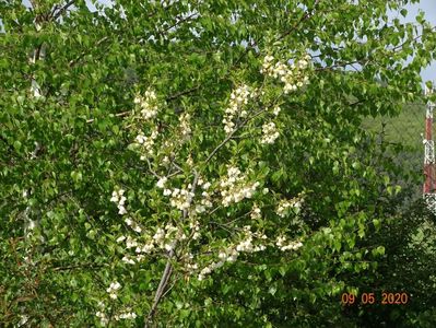 halesia carolina