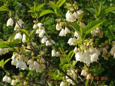 halesia carolina