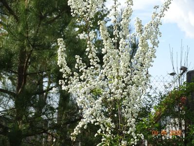 spiraea prunifolia Plena