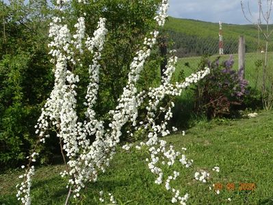 spiraea prunifolia Plena