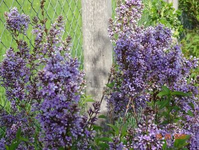 syringa chinensis