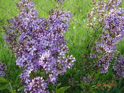 syringa chinensis