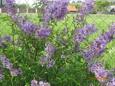 syringa chinensis