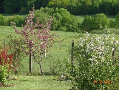 malus Brandywine