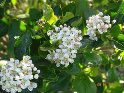 aronia Viking